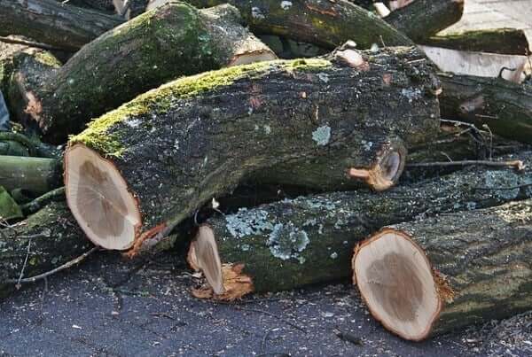 Tree Felling services devon